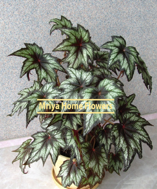 Begonia Little Brother Montgomery.