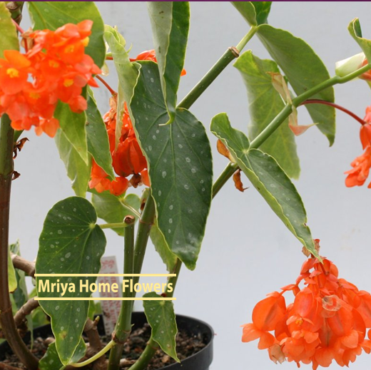 Begonia Orange Rubra.