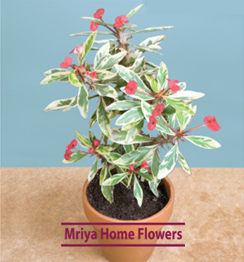 Euphorbia  Peppermint Candy