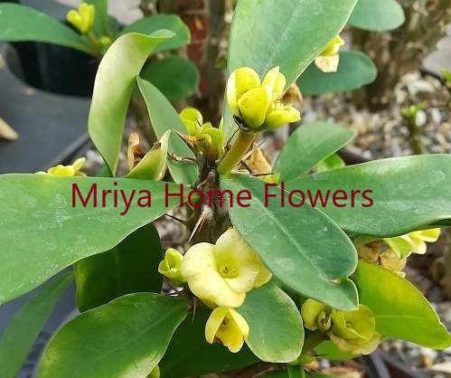 Euphorbia milii Grandiflora Hybr Gelbe Blueten