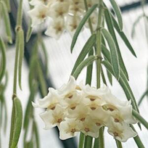 A close-up of a white wax flower plant with multiple clusters of small, white flowers. The plant has long, thin, green stems.