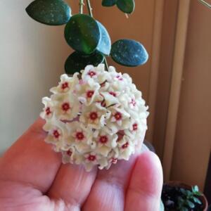 A cluster of small, white flowers with pink centres, arranged in a ball shape. The flowers are held in a person's hand.