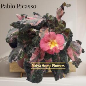 A pink and green flowering plant with the text "Pablo Picasso" and "Mriya Home Flowers" on a wooden shelf.