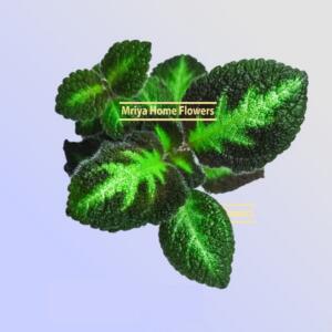 Close-up of a houseplant with textured, dark green leaves with lighter green patterns. The leaves have a velvety texture and are arranged in a circular pattern. The text "Mriya Home Flowers" is displayed in a gold rectangle.