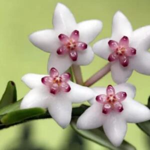 Five white wax flowers with pink centres bloom on a green stem. The flowers have five petals each and are arranged in a cluster.