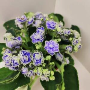 Violet Blue Wave sp Humako. Freshly cut violet leaf.