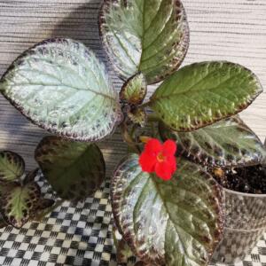 A houseplant with large, silver-green leaves and a single red flower. The plant is in a clear plastic pot and is sitting on a black and white chequered surface.