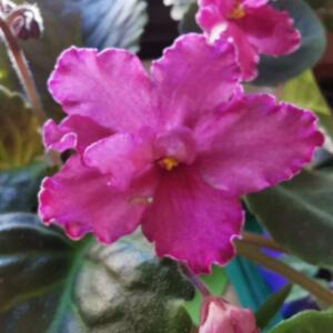 African Violets