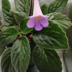 A close-up of a houseplant with large, dark green leaves and a single, pale purple flower.