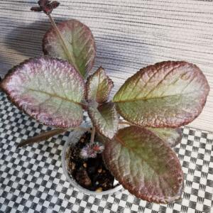 A small potted plant with large, dark green leaves with a reddish-purple hue. The leaves have a silvery sheen and are arranged in a rosette pattern.