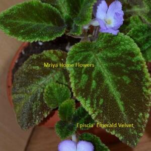 Episcia