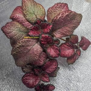 New Episcia Domenika. Freshly cut cuttings.