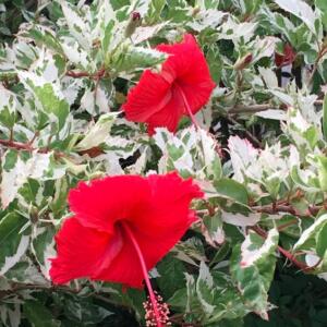 Two vivid red hibiscus flowers with prominent stamens are set against a backdrop of variegated green and white foliage. The image captures the tropical flowers, emphasizing their bright colour and intricate details.