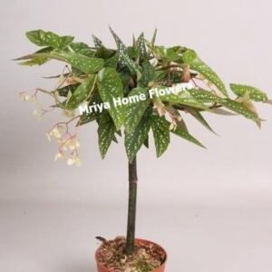 A green and white spotted plant with white flowers in a brown pot. The plant has a single stem and is growing upright. The text "Mriya Home Flowers" is visible on the plant.