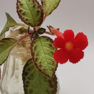 A small, potted plant with green leaves with brown edges and a single red flower.