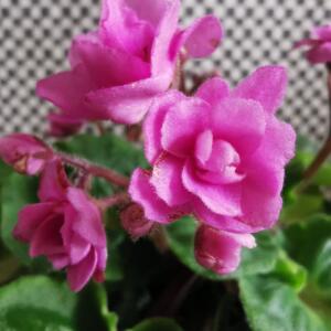 A close-up of a pink African violet plant in bloom. The flowers are delicate and have a ruffled appearance. The plant has green leaves.