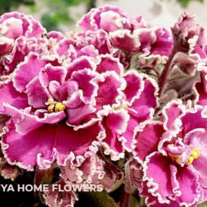 Close-up of a pink African violet with white edges on the petals. The flower has a ruffled appearance and is in full bloom.