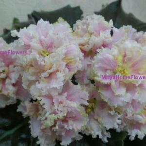 A close-up of a cluster of light pink African violet flowers with ruffled petals and yellow centres. The flowers are surrounded by dark green leaves. The text "MriyaHomeFlowers" is visible on the image.