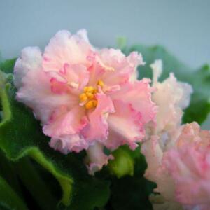 A close-up of a pink African violet plant with delicate, ruffled petals and a yellow centre. The plant is in bloom and has green leaves.