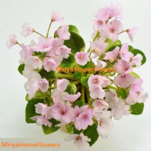 A close-up of a pink African violet plant in bloom. The plant has many delicate, light pink flowers and green leaves with a light yellow variegation.