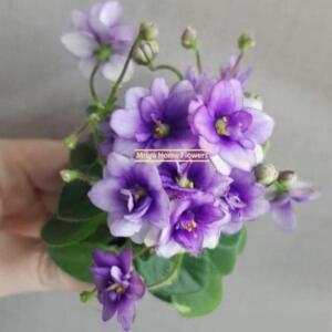 A close-up of an African violet plant with purple and white flowers. The flowers have yellow centers and are surrounded by green leaves. The text "Mriya Home Flowers" is visible.