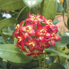 A close-up of a cluster of red, star-shaped flowers with yellow centres. The flowers are set against a backdrop of glossy green leaves. The image highlights the plant's natural beauty.