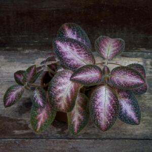Rare Episcia North Light. Freshly cut cuttings.