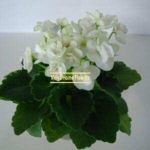 A close-up of a potted plant with white flowers and dark green leaves. The flowers are in full bloom, and the plant is set against a neutral background. The text "Mriya Home Flowers" is visible.