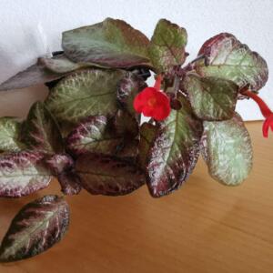 New Rare Episcia May Afternoon. Freshly cut cuttings.