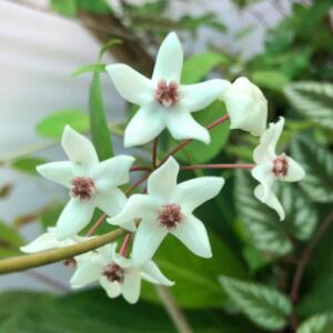 A close-up of a cluster of white, star-shaped flowers with a reddish-brown centre. The flowers are on a thin, light-brown stem, surrounded by green leaves. The petals are smooth and delicate, with a slight curve.