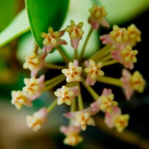 A macro shot of a cluster of tiny, star-shaped flowers. The flowers feature yellow centers and pink petals, with a few green leaves in the background. The delicate blooms are arranged in a spherical shape, creating a visually appealing floral display.