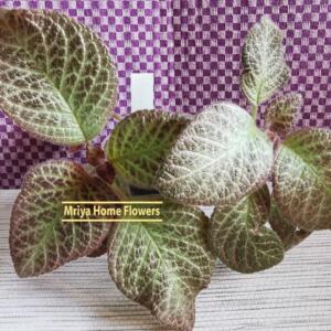 Episcia Episcia Motley Hen. Freshly cut cuttings.