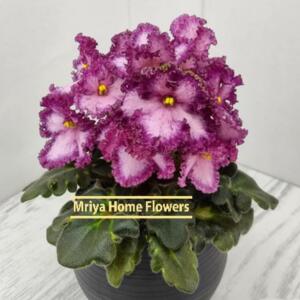A potted African violet plant with striking purple and white flowers and green foliage. The flowers have a ruffled edge and yellow centres. The pot is dark grey, and the text "Mriya Home Flowers" is visible.