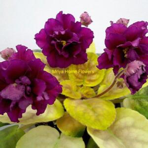 A close-up of an African violet plant with striking, deep purple flowers. The flowers have multiple layers of petals and a yellow centre. The leaves are a mix of yellow and green, with the text "Mriya Home Flowers" visible.