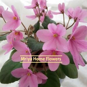 A close-up of an African violet plant with pink flowers and green leaves. The text "OptiMara Little Hopi" and "Mriya Home Flowers" are visible.