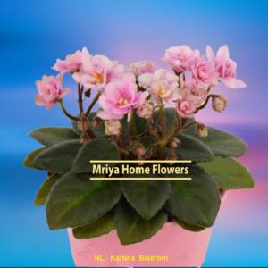 A potted African violet plant with bright pink flowers and dark green leaves. The plant is in a pink pot, and the text "Mriya Home Flowers" is displayed on the pot.