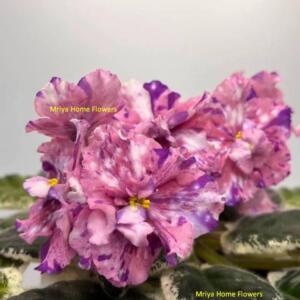 Close-up of vibrant African violet flowers with speckled pink, purple, and white petals. The flowers have yellow centres and are surrounded by dark green leaves with white edges. The text "Mriya Home Flowers" is visible.